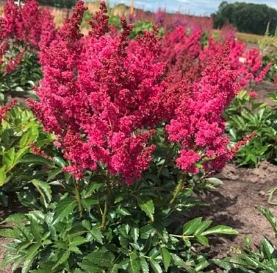 Астильба ЛАКИ ДЕЙ Арендса  Астильба ЛАКИ ДЕЙ Арендса в Смоленске