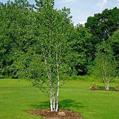 Береза бумажная в Смоленске