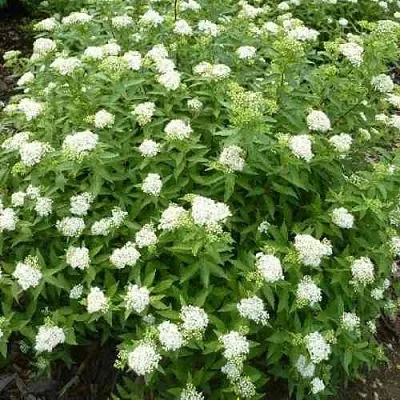 Спирея АЛЬБИФЛОРА японская  Спирея АЛЬБИФЛОРА японская в Смоленске