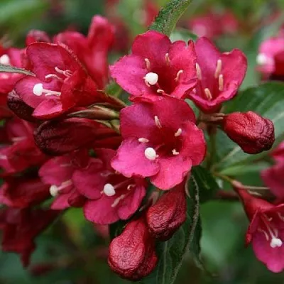 Вейгела ЕВА РАТКЕ в Смоленске