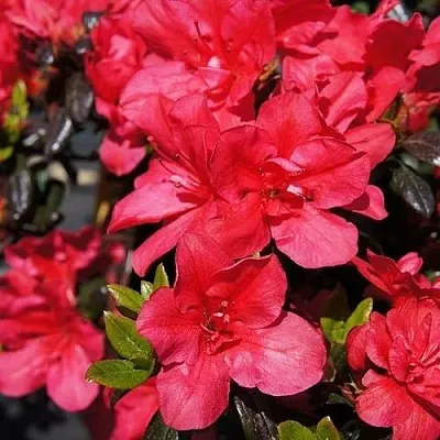 Азалия МАРУШКА японская  Азалия МАРУШКА японская в Смоленске