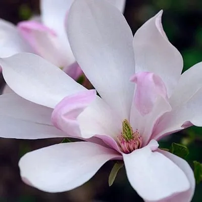 Магнолия ПИНКИ в Смоленске