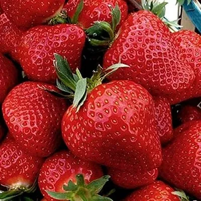 Клубника КЛЕРИ в Смоленске