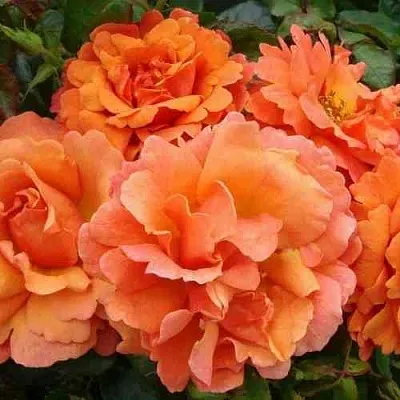 Саженцы роз БРИДЖ ОФ САЙЗ плетистая  Саженцы роз БРИДЖ ОФ САЙЗ плетистая в Смоленске