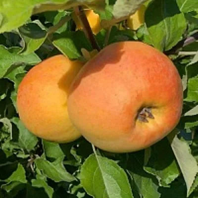 Яблоня АНТОНОВКА ЗОЛОТАЯ  Яблоня АНТОНОВКА ЗОЛОТАЯ в Смоленске