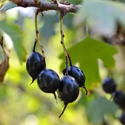 Смородина золотистая ДУСТЛИК  Смородина золотистая ДУСТЛИК в Смоленске