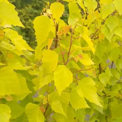 Берёза ГОЛДЕН ОБЕЛИСК повислая  в Смоленске