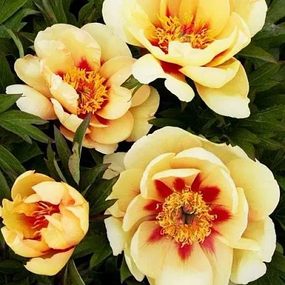 Пион БОРДЕР ЧАРМ ито-гибрид  Пион БОРДЕР ЧАРМ ито-гибрид в Смоленске