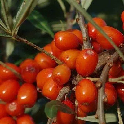 Облепиха ВОРОБЬЕВСКАЯ в Смоленске