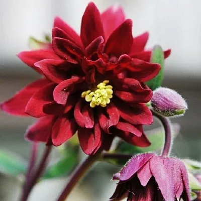 Аквилегия РУБИ ПОРТ обыкновенная  Аквилегия РУБИ ПОРТ обыкновенная в Смоленске