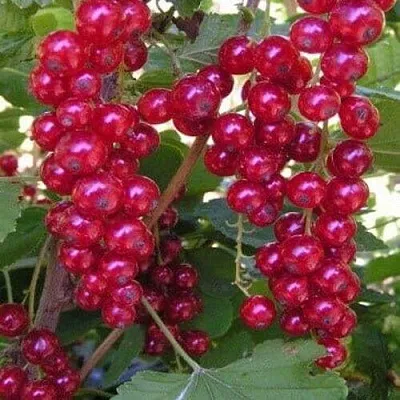 Смородина красная ПУРПУРНАЯ в Смоленске