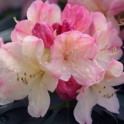 Рододендрон ПЕРСИ ВАЙСМАН  Рододендрон ПЕРСИ ВАЙСМАН в Смоленске