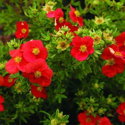 Лапчатка РЕД АЙС кустарниковая  Лапчатка РЕД АЙС кустарниковая в Смоленске