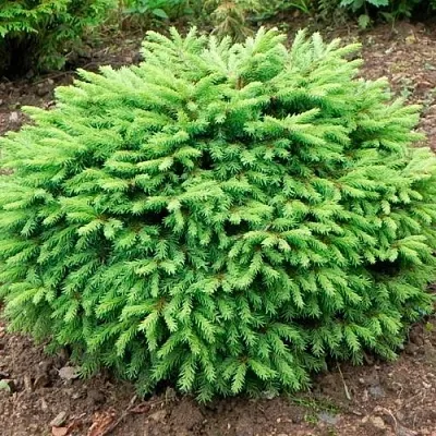 Ель НИДИФОРМИС обыкновенная в Смоленске