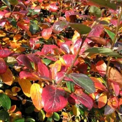 Кизильник блестящий в Смоленске