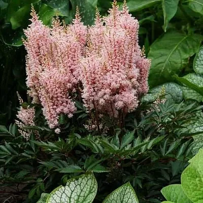 Астильба ЛУК ЭТ МИ японская  Астильба ЛУК ЭТ МИ японская в Смоленске