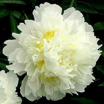 Пион ЗОЛОТОЙ ОРЕОЛ травянистый  Пион ЗОЛОТОЙ ОРЕОЛ травянистый в Смоленске