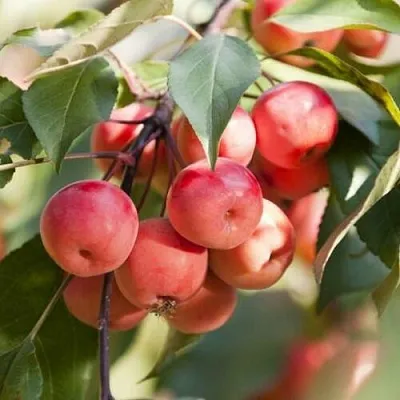 Яблоня ВИШНЕПЛОДНАЯ декоративная в Смоленске