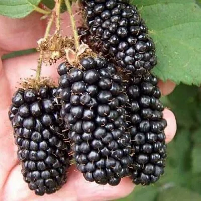 Ежевика ЛОХ НЕСС бесшипная  Ежевика ЛОХ НЕСС бесшипная в Смоленске