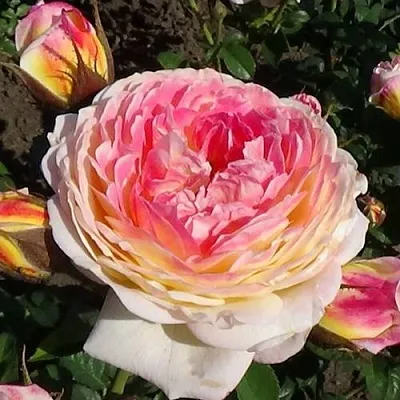 Саженцы роз РОЗОМАН ЖАНОН шраб в Смоленске