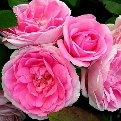 Саженцы роз ПРЕЙРИ ДЖОЙ шраб в Смоленске