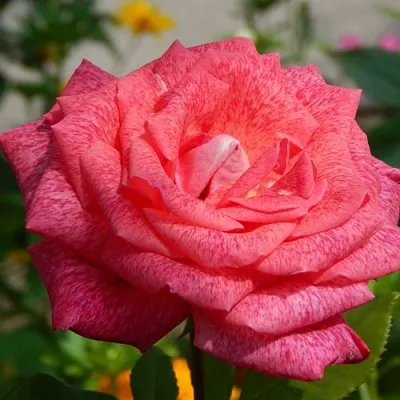 Саженцы роз ПЬЕР КАРДЕН чайно-гибридная  Саженцы роз ПЬЕР КАРДЕН чайно-гибридная в Смоленске