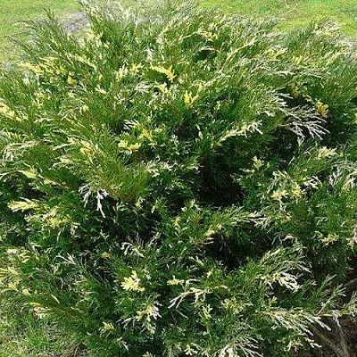 Можжевельник АНДОРА ВАРИЕГАТА горизонтальный  Можжевельник АНДОРА ВАРИЕГАТА горизонтальный в Смоленске