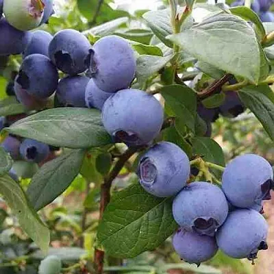 Голубика ХАРРИСОН  Голубика ХАРРИСОН в Смоленске