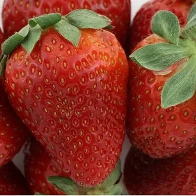 Клубника ФЛАМИНИЯ в Смоленске