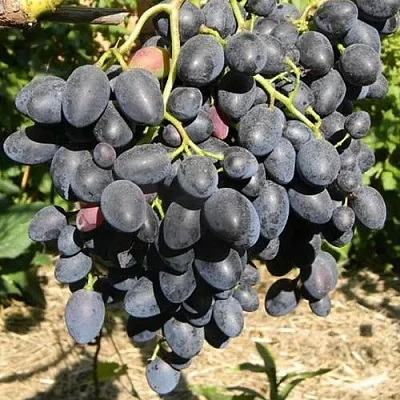 Виноград НАДЕЖДА АЗОС  Виноград НАДЕЖДА АЗОС в Смоленске