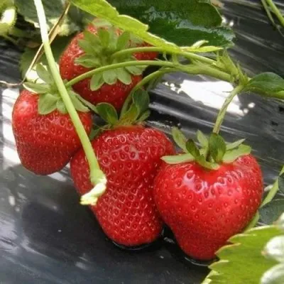 Клубника МОНТЕРЕЙ ремонтантная в Смоленске