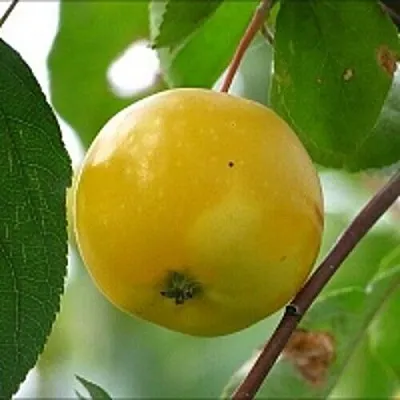 Яблоня КИТАЙКА ЖЁЛТАЯ колонновидная  Яблоня КИТАЙКА ЖЁЛТАЯ колонновидная в Смоленске