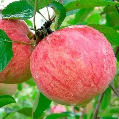 Яблоня КОРИЧНОЕ ПОЛОСАТОЕ  Яблоня КОРИЧНОЕ ПОЛОСАТОЕ в Смоленске