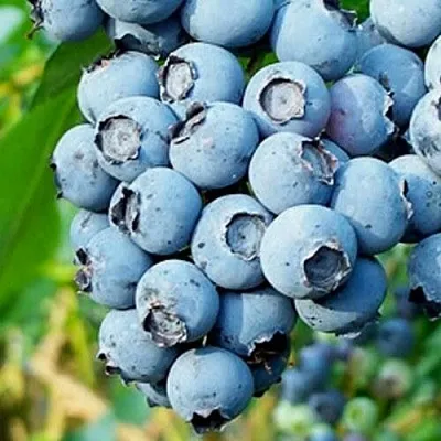 Голубика БРИГИТТА БЛЮ  Голубика БРИГИТТА БЛЮ в Смоленске