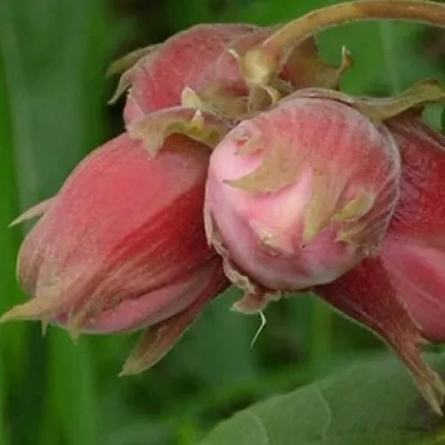 Фундук АКАДЕМИК ЯБЛОКОВ в Смоленске