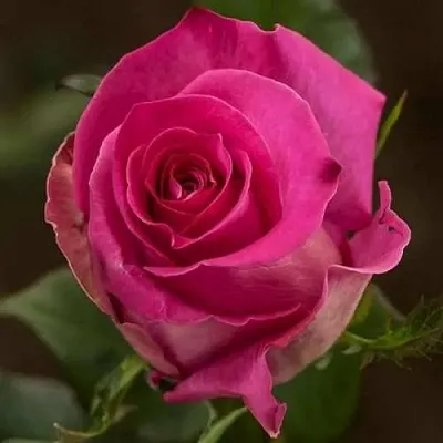 Саженцы роз ТОПАЗ чайно-гибридная в Смоленске