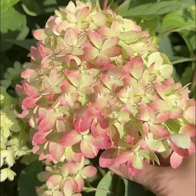 Гортензия ЛИТТЛ ЛАВ метельчатая в Смоленске