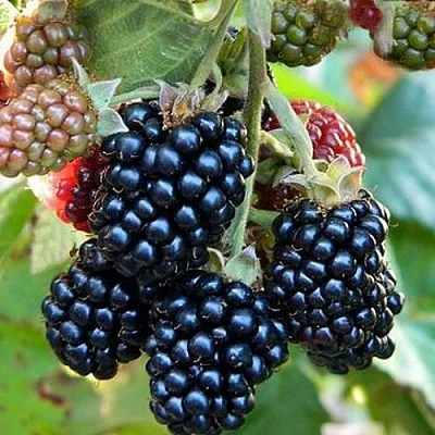 Ежевика ОУАЧИТА бесшипная  Ежевика ОУАЧИТА бесшипная в Смоленске