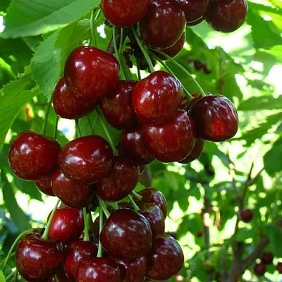 Вишня ВОСТОРГ колонновидная  Вишня ВОСТОРГ колонновидная в Смоленске