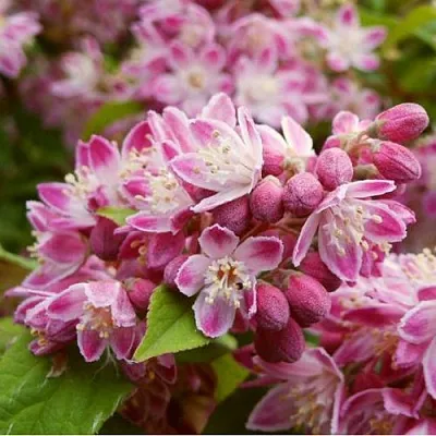 Дейция СТРОБЕРРИ ФИЛДС  в Смоленске