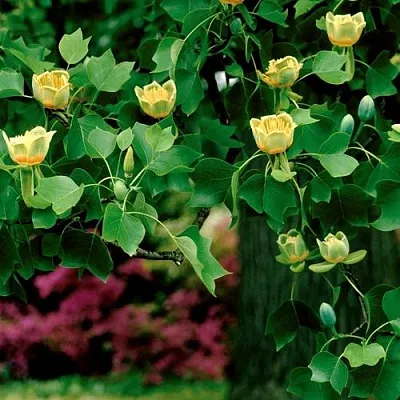 Лириодендрон   Лириодендрон  в Смоленске