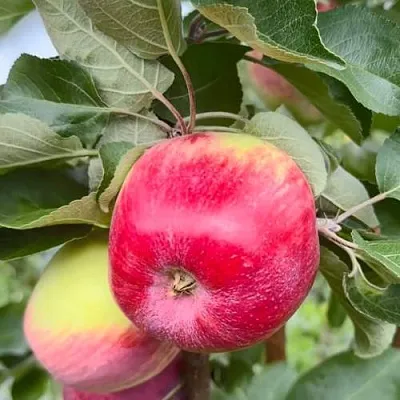 Яблоня АРБАТ колонновидная  Яблоня АРБАТ колонновидная в Смоленске