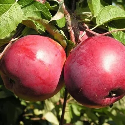 Яблоня ДАРУНАК в Смоленске