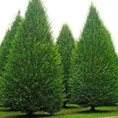 Граб   Граб  в Смоленске