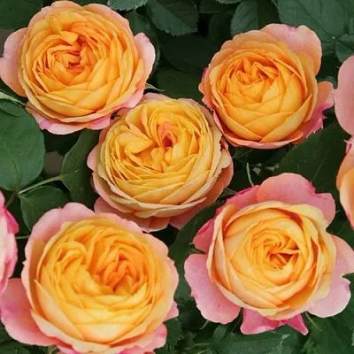 Саженцы роз БЕБИ РОМАНТИКА миниатюрная  Саженцы роз БЕБИ РОМАНТИКА миниатюрная в Смоленске