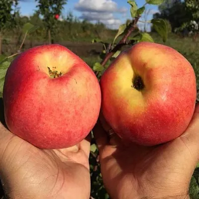 Яблоня КОВРОВОЕ стелющаяся в Смоленске