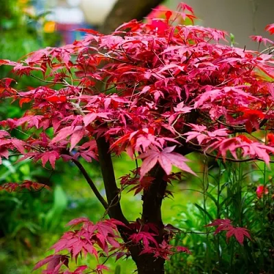 Клен дланевидный АТРОПУРПУРЕУМ  Клен дланевидный АТРОПУРПУРЕУМ в Смоленске