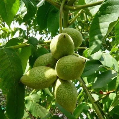 Маньчжурский орех  в Смоленске