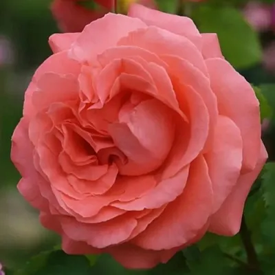 Саженцы роз ДИДИ БРИДЖУОТЕР плетистая  Саженцы роз ДИДИ БРИДЖУОТЕР плетистая в Смоленске