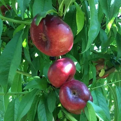 Нектарин ДОНАТ ИНЖИРНЫЙ в Смоленске